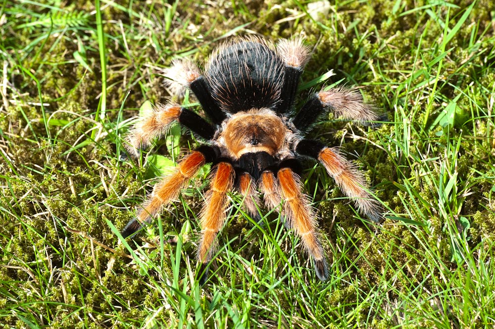 Mexican Fireleg Tarantula