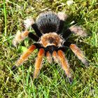 Mexican Fireleg Tarantula