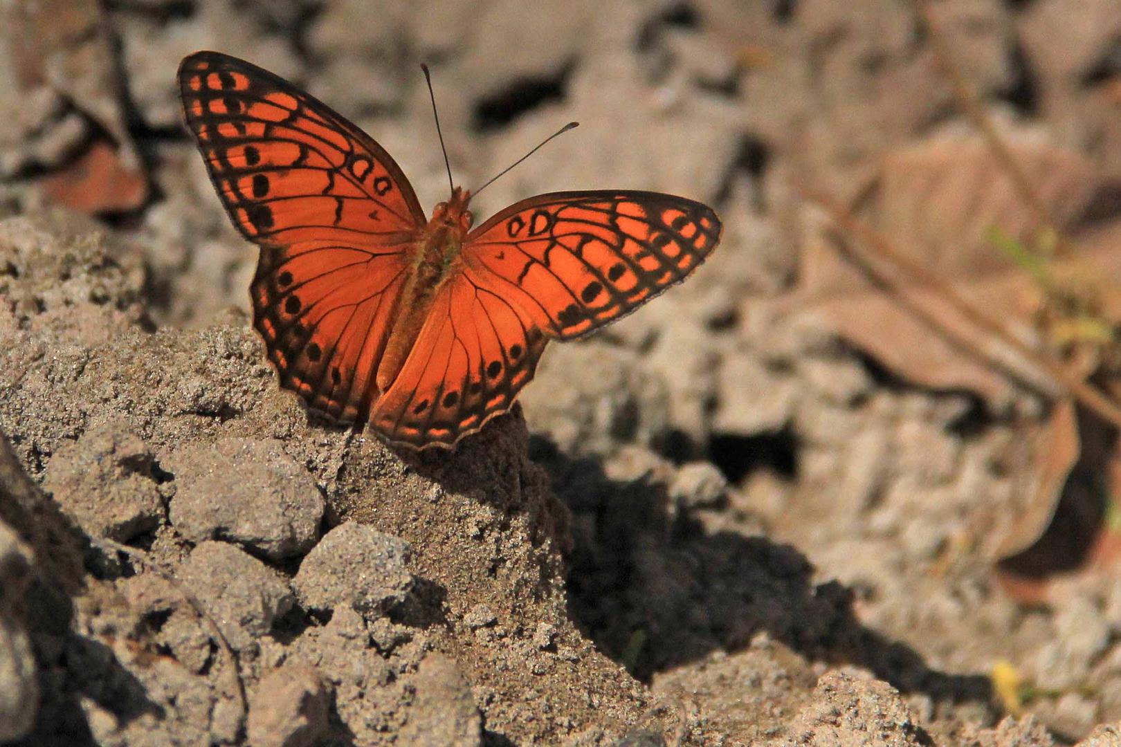 Mexican fritillary, Euptoieta hegesia