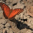 Mexican fritillary, Euptoieta hegesia