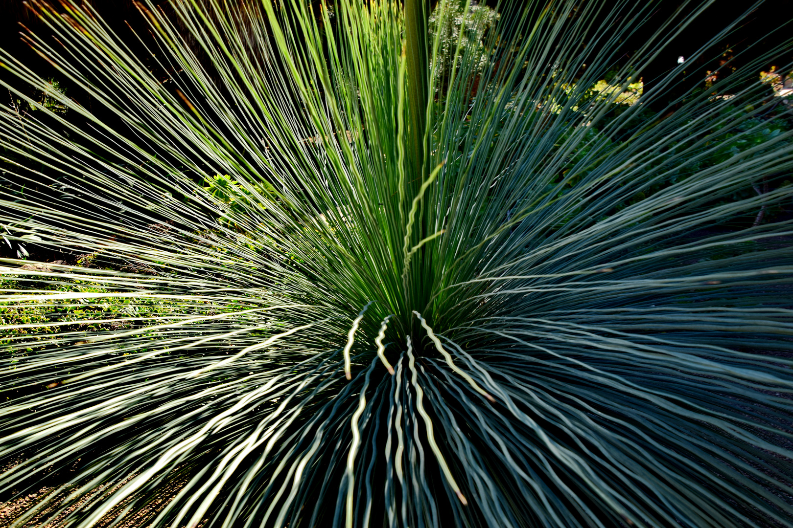 Mexican Grass Tree - Dasylirion longissimum