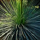 Mexican Grass Tree - Dasylirion longissimum