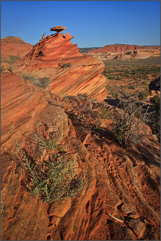 Mexican Hat