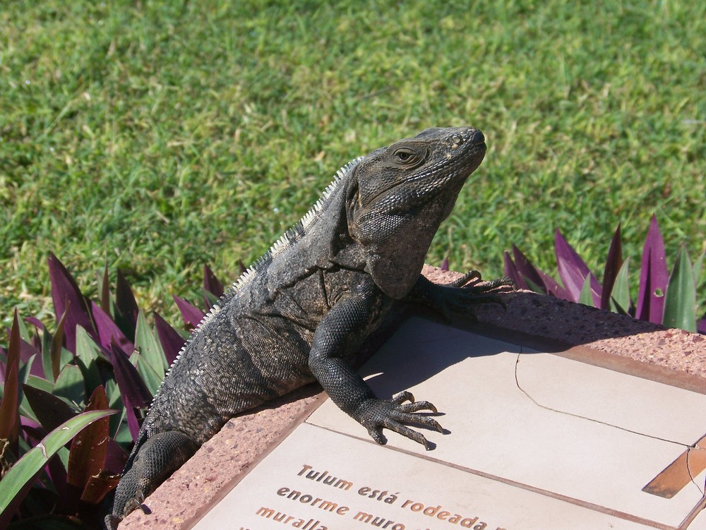 Mexican iguana