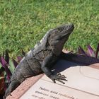 Mexican iguana