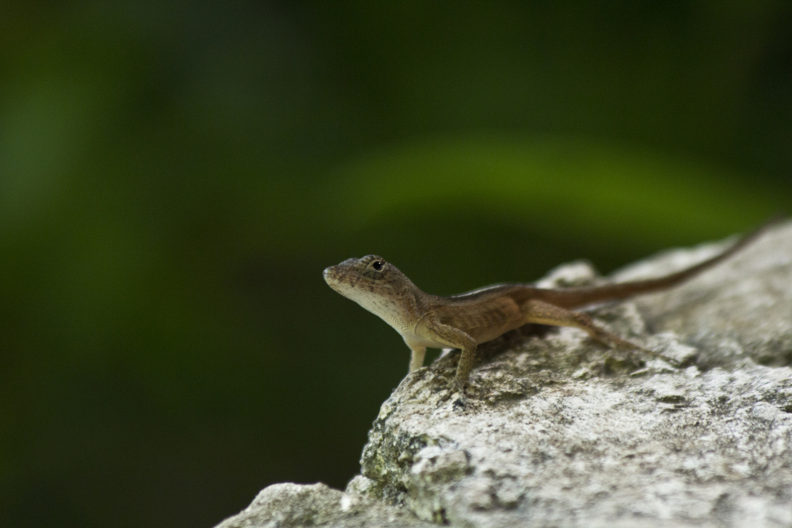 Mexican Iguana