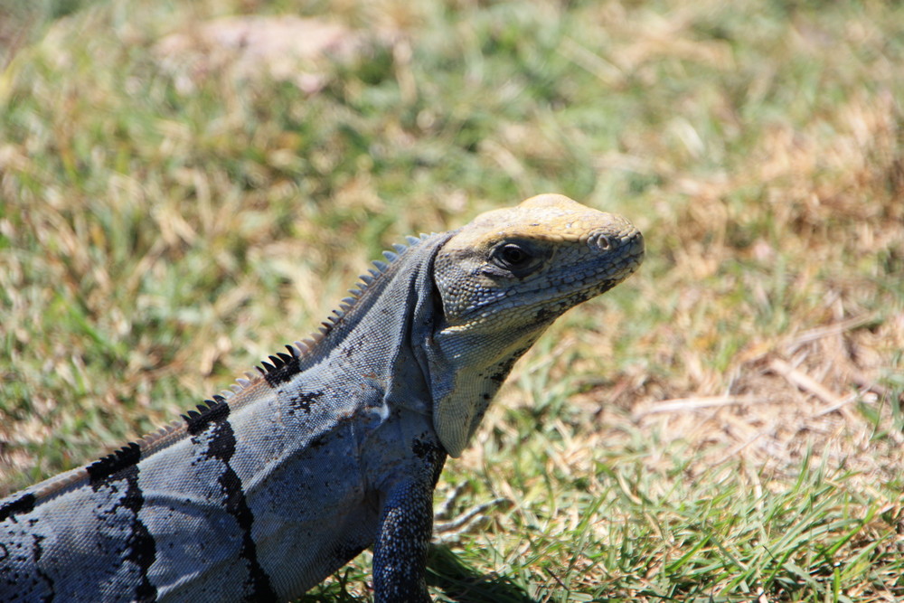 Mexican Iguana