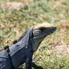 Mexican Iguana