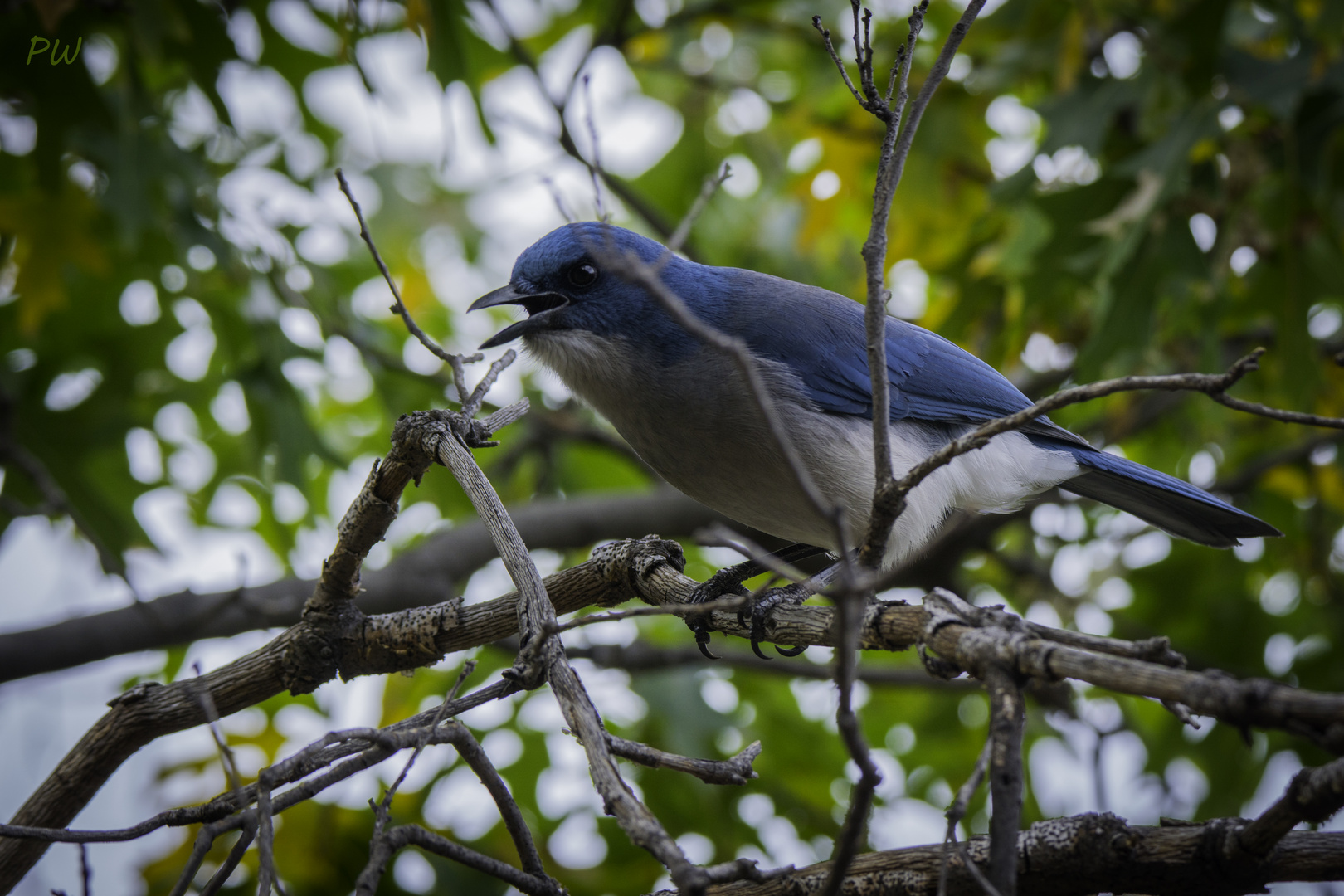 Mexican Jay