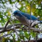 Mexican Jay