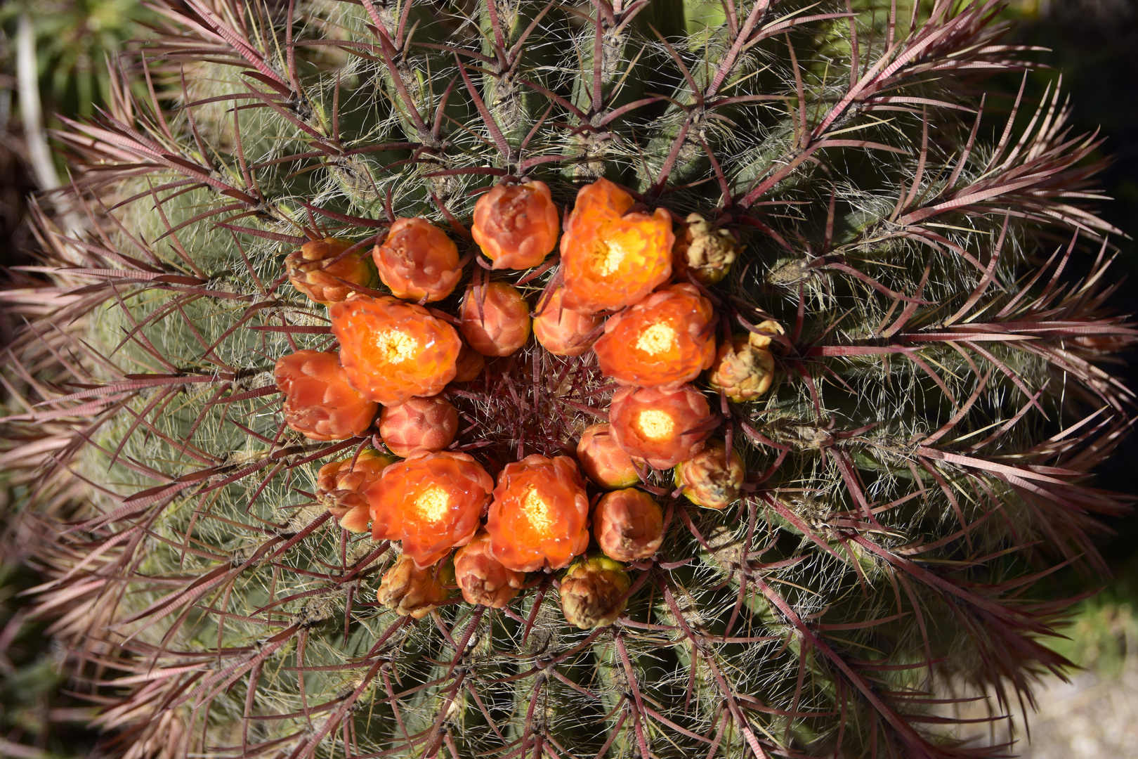 Mexican Lime Cactus (Ferocactus pilosus)