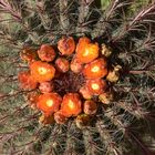 Mexican Lime Cactus (Ferocactus pilosus)