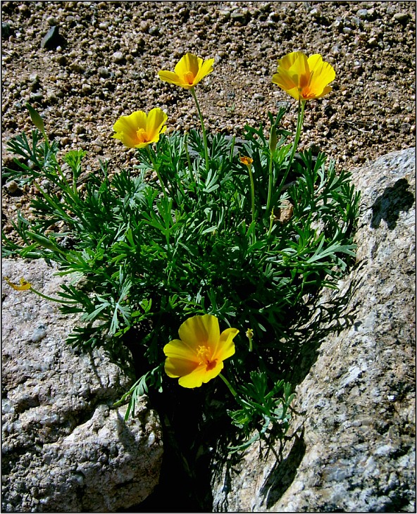 Mexican Poppies (2)