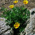 Mexican Poppies (2)