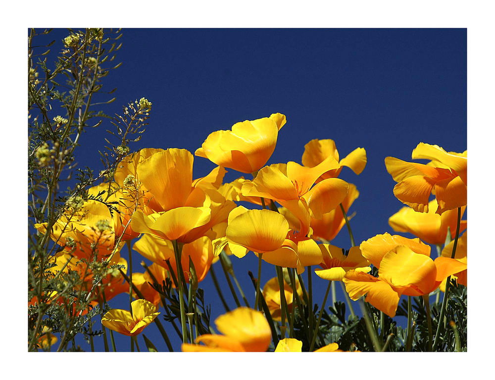 Mexican Poppies