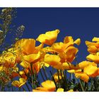 Mexican Poppies