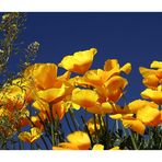 Mexican Poppies