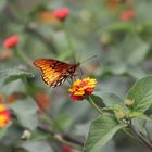 Mexican Silverspot