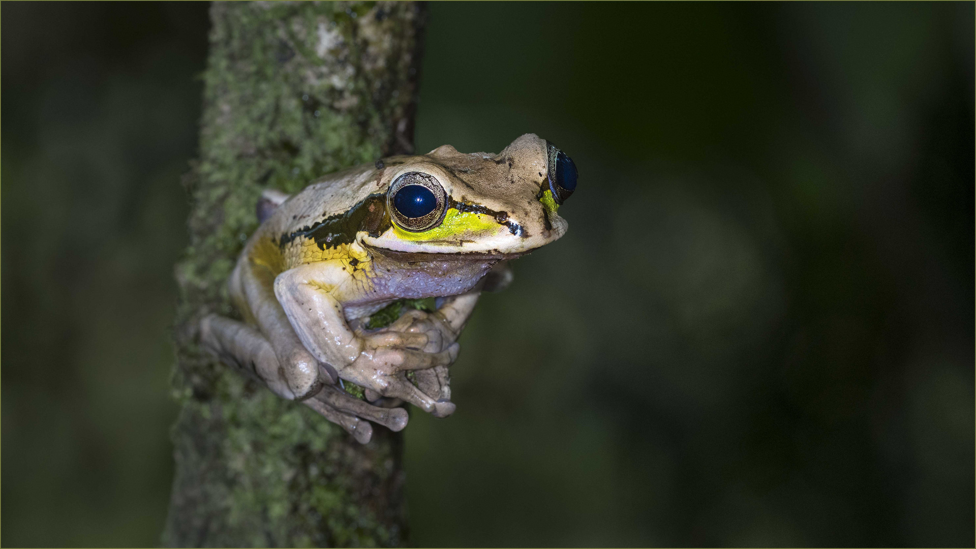 Mexican tree frog