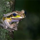 Mexican tree frog