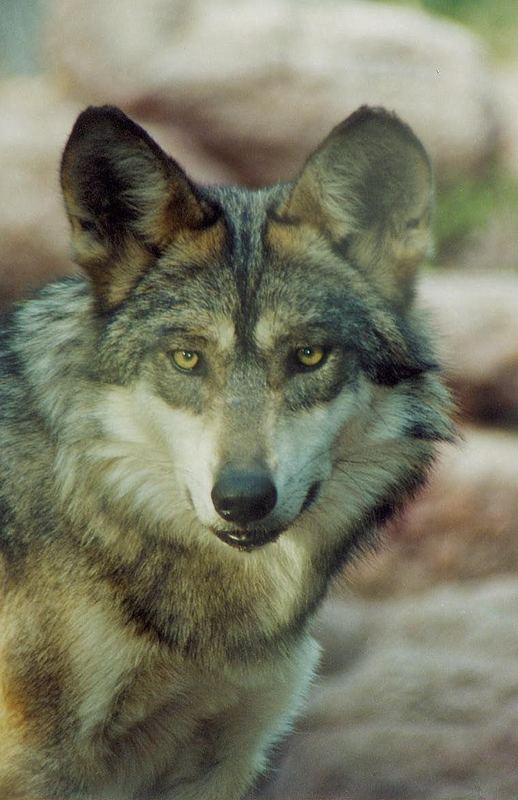 Mexican Wolf