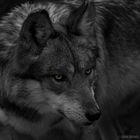 Mexican Wolf