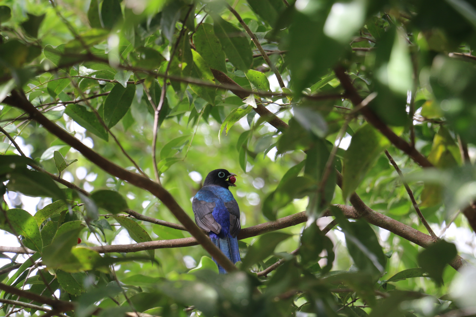 Mexico 2015 - Chacchoben Vogel mit Beere