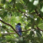 Mexico 2015 - Chacchoben Vogel mit Beere