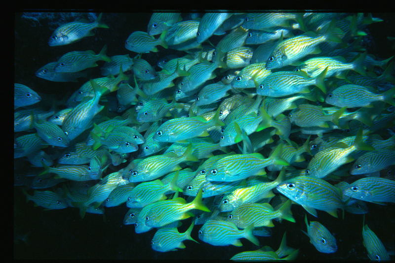 Mexico "Fischsuppe"