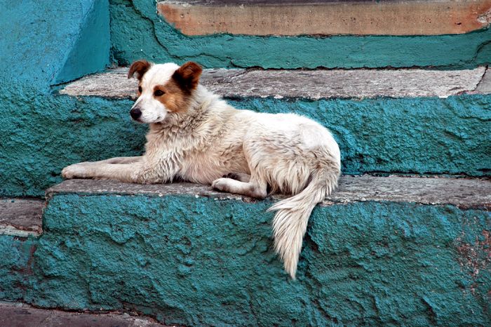 Mexico: Painted dog