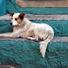 Mexico: Painted dog