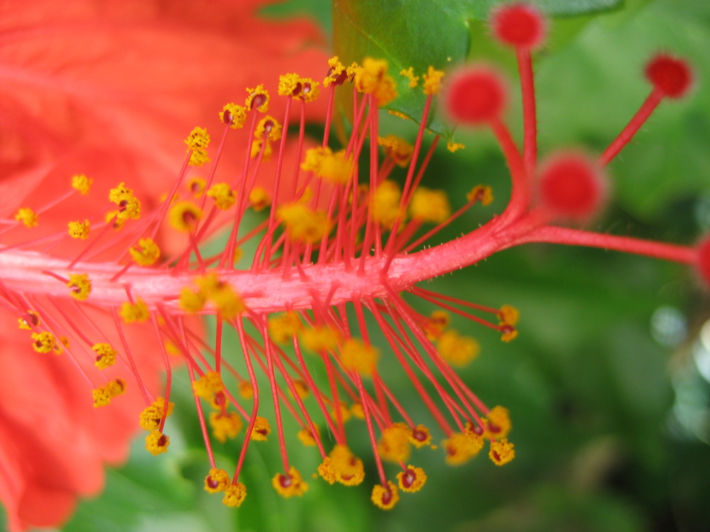 Mexico's Blumenvielfalt