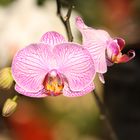 Mexico´s schöne Orchideen