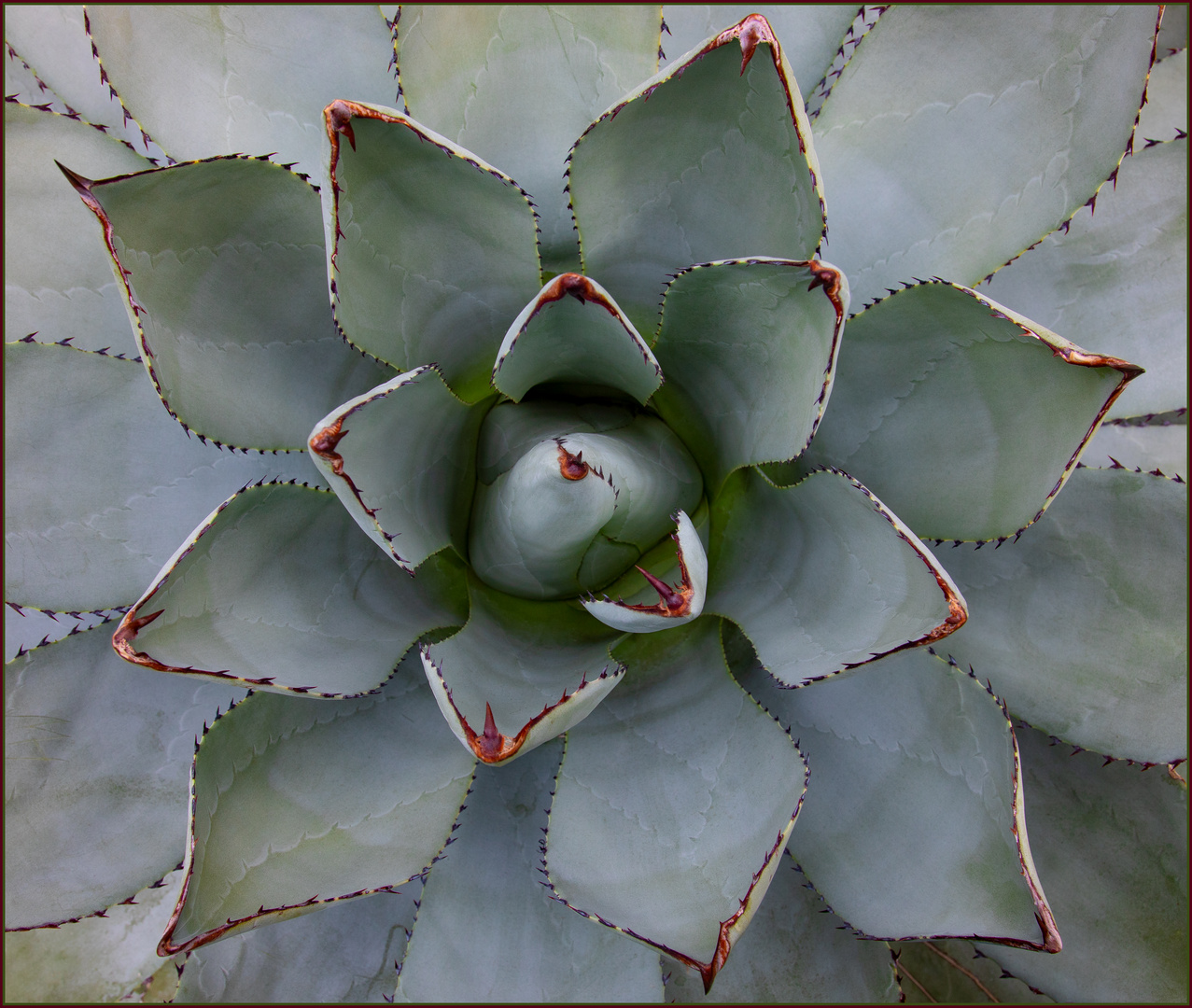 Mexikanische Agave