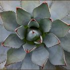 Mexikanische Agave