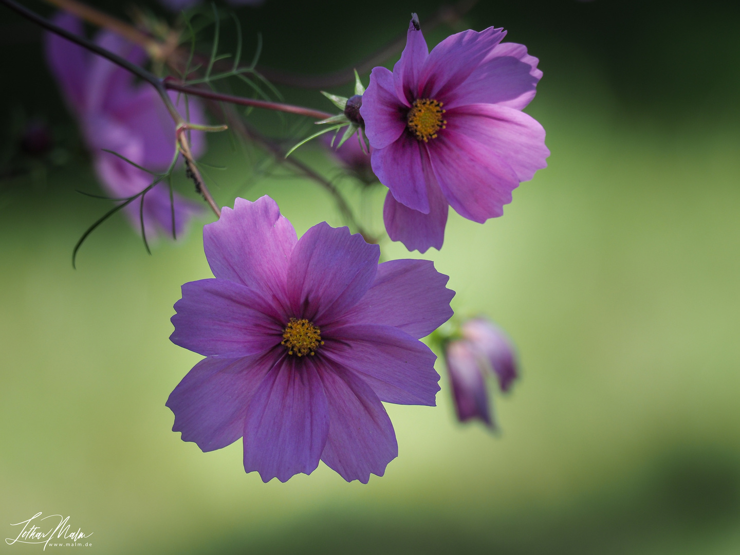 Mexikanische Aster (Cosmos Bipinnatus )