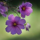 Mexikanische Aster (Cosmos Bipinnatus )