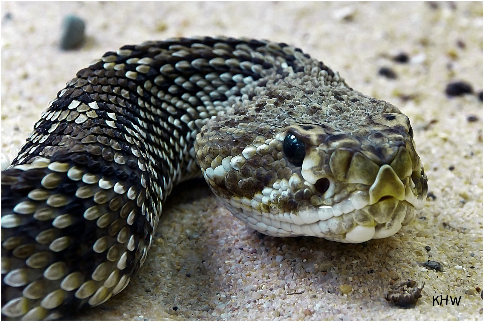 Mexikanische Basiliskenklapperschlange (Crotalus basiliscus)