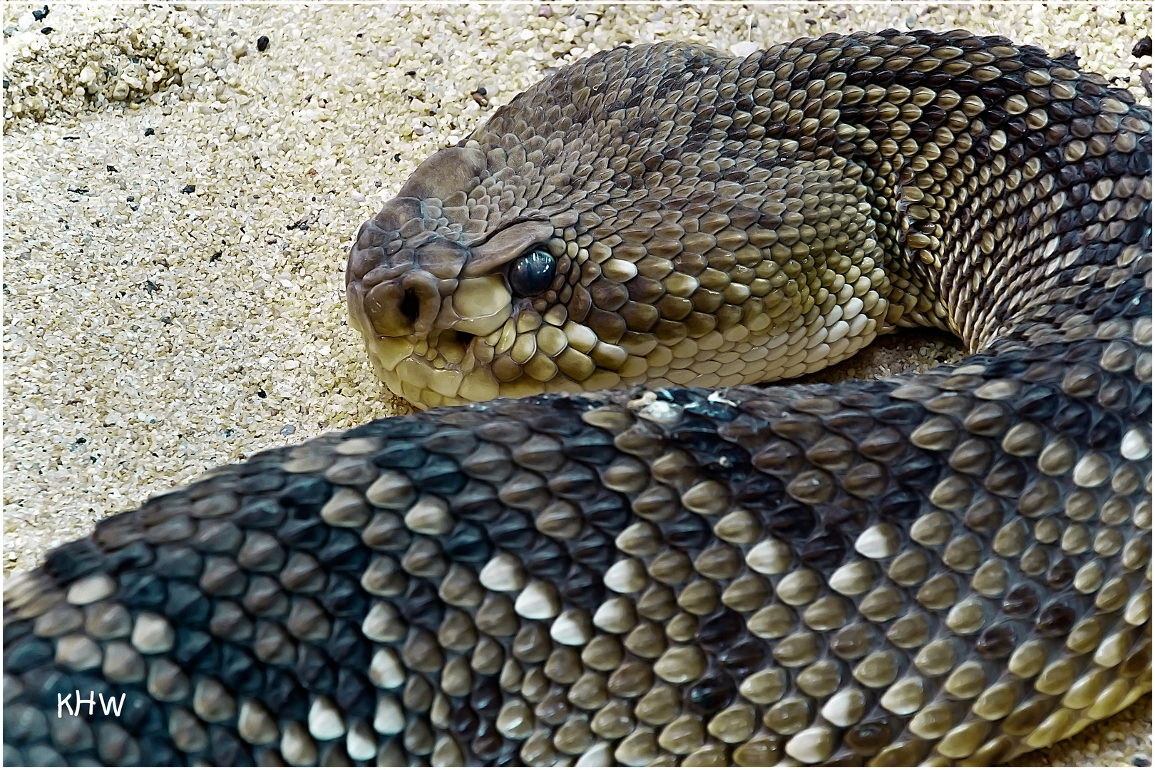 Mexikanische Basiliskenklapperschlange (Crotalus basiliscus)