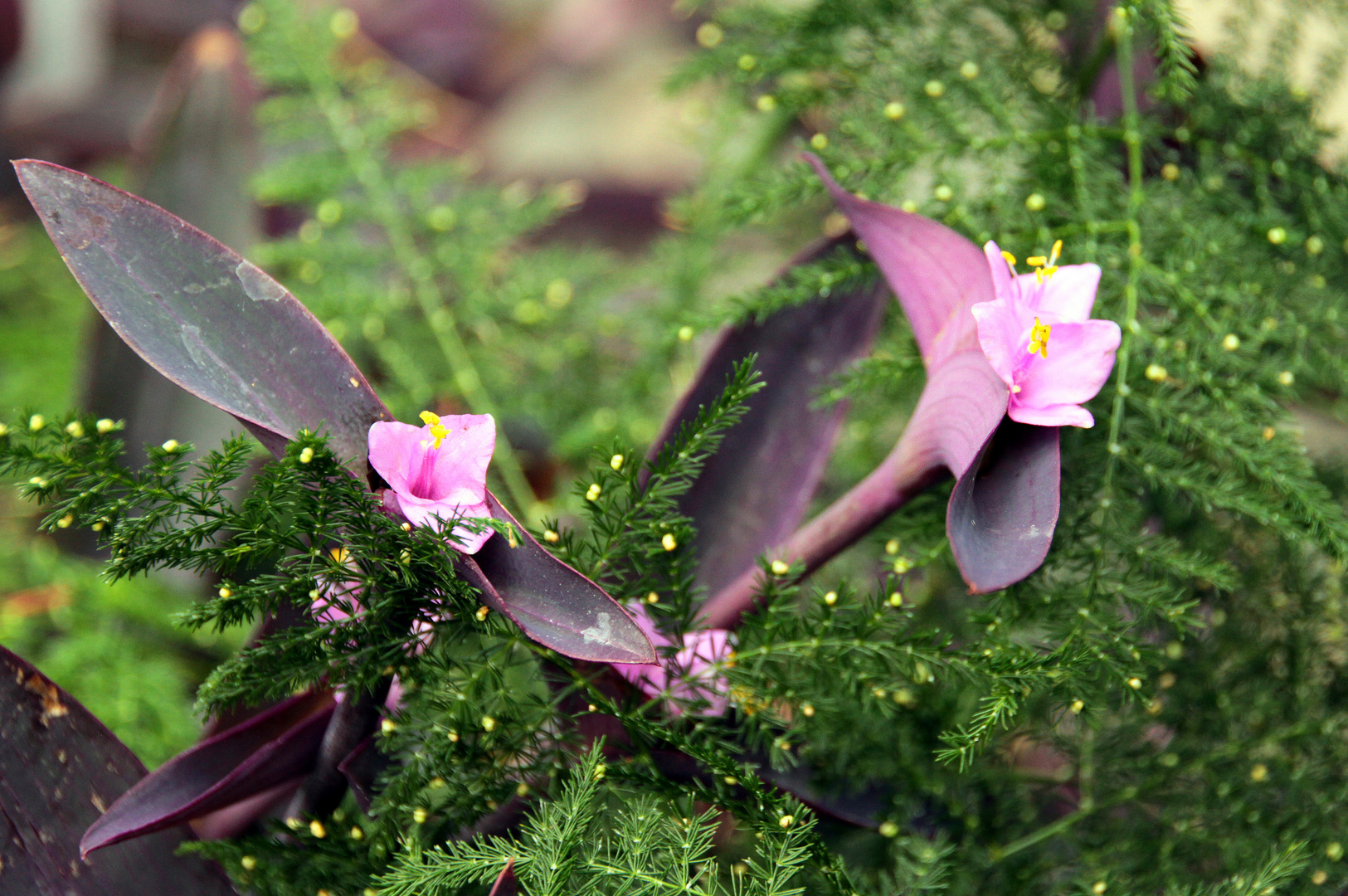 Mexikanische Dreimasterblume