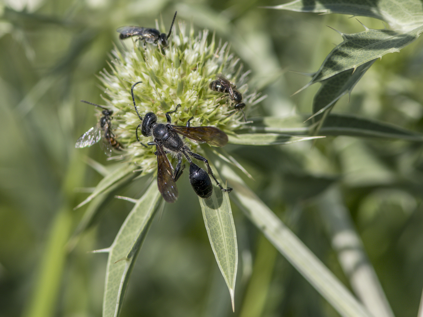 "mexikanische Grassammler-Wespe"