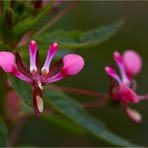 Mexikanische Lopezie (Lopezia racemosa).