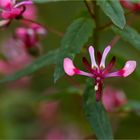 Mexikanische Lopezie (Lopezia racemosa)