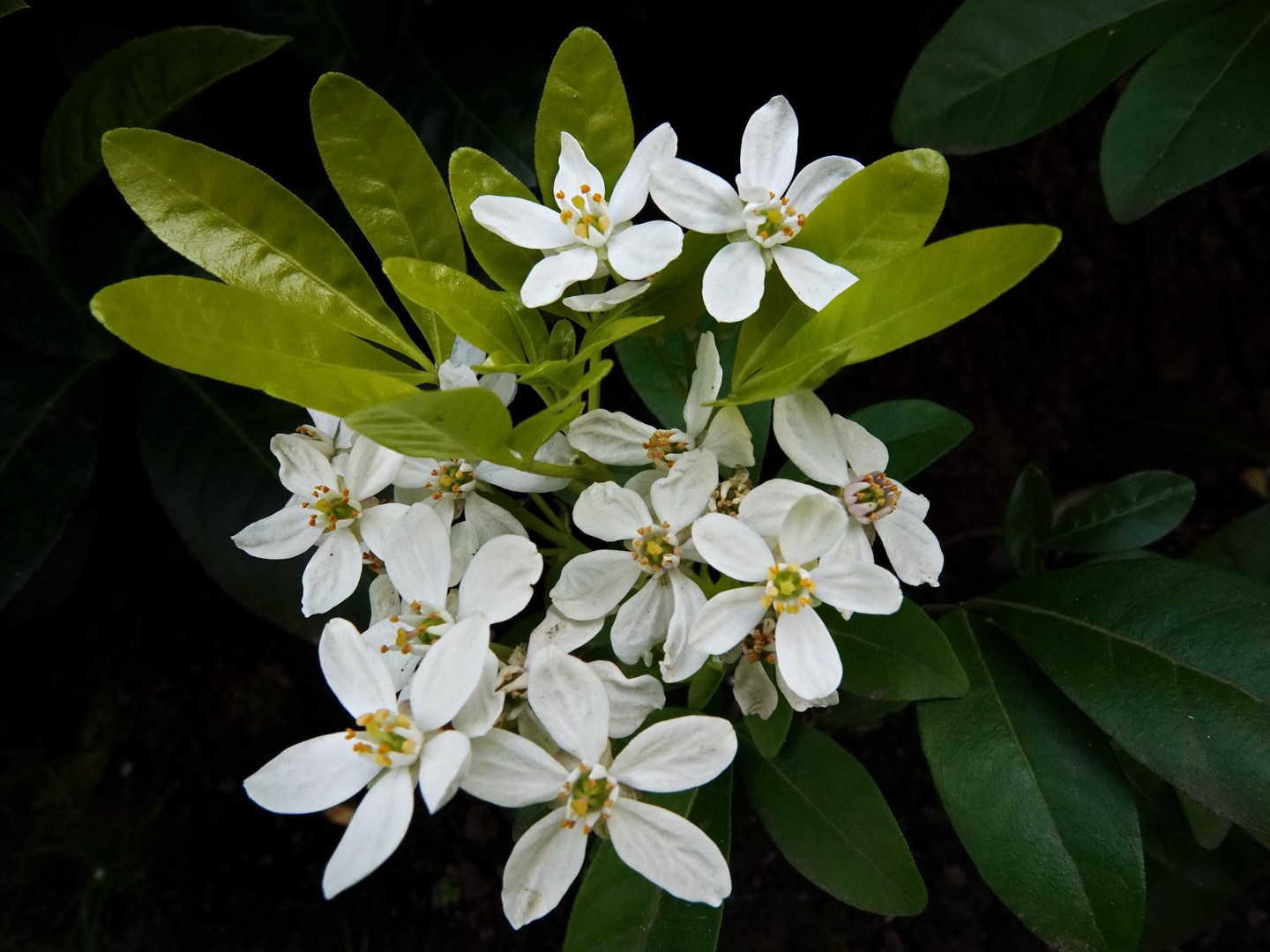 Mexikanische Orangenblume