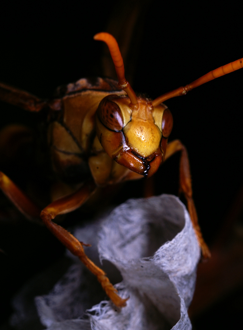 Mexikanische Papierwespe (Mischocyttarus mexicanus)