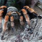 °°° Mexikanische Rotbein-Vogelspinne °°°
