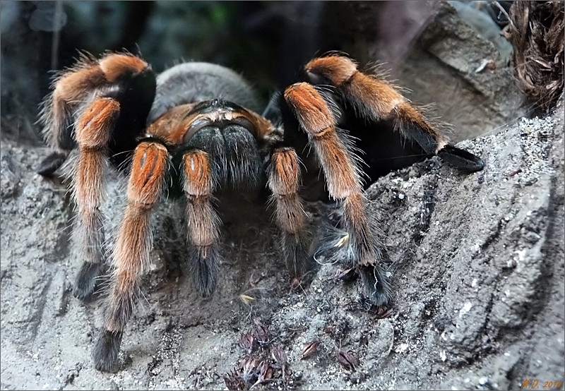 °°° Mexikanische Rotbein-Vogelspinne °°°