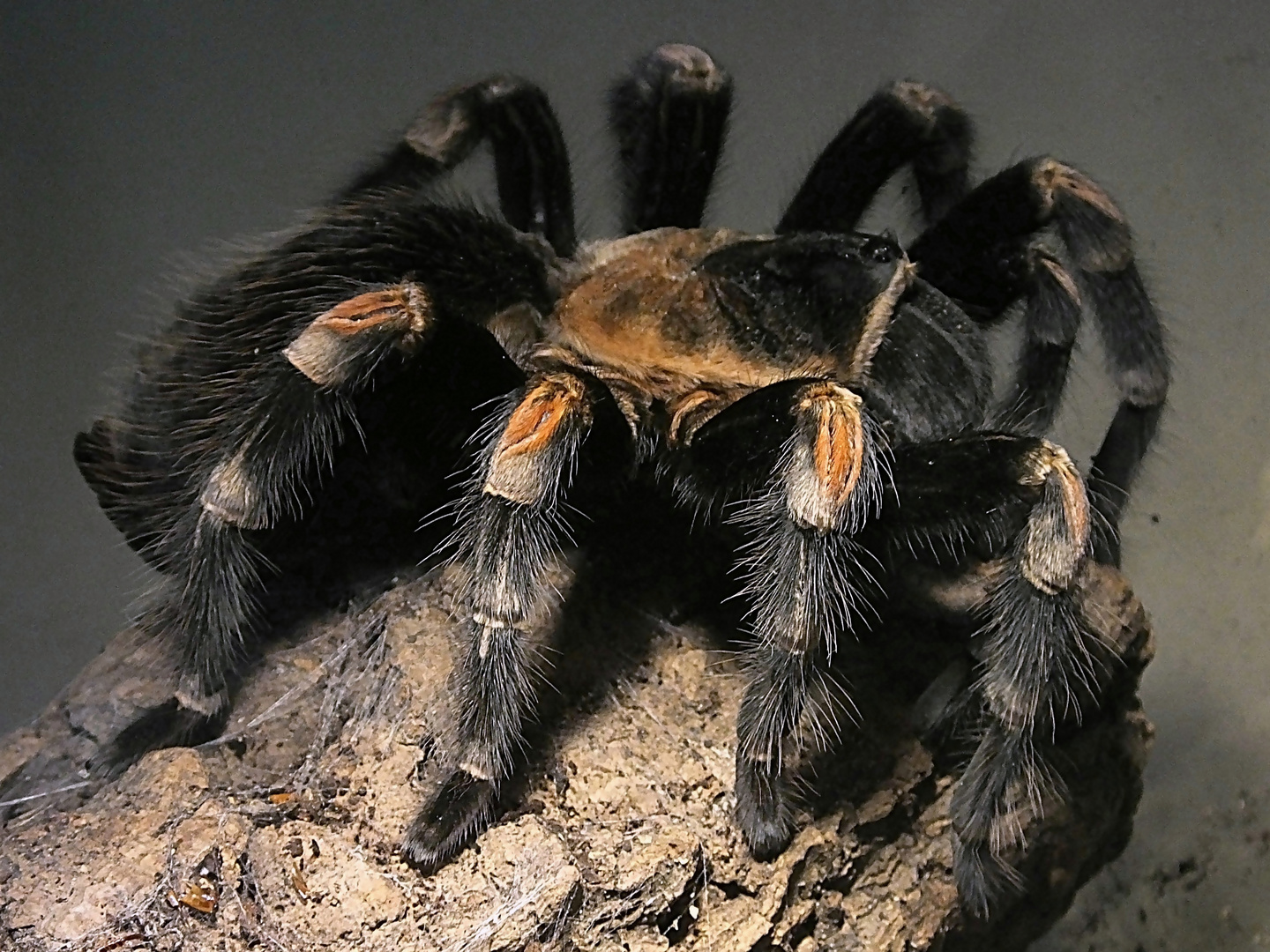 Mexikanische Rotbein Vogelspinne