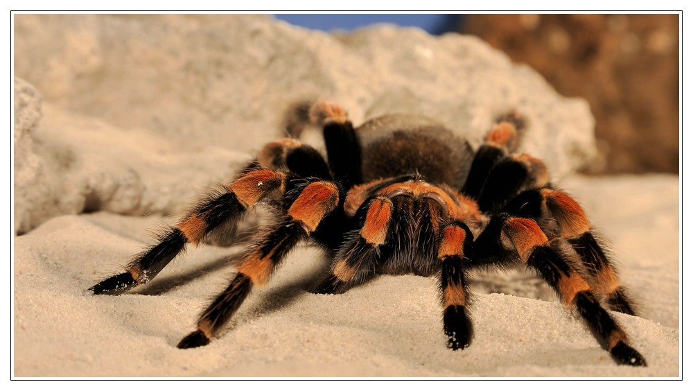 Mexikanische Rotknie-Vogelspinne (Brachypelma smithi)