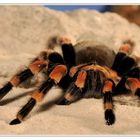 Mexikanische Rotknie-Vogelspinne (Brachypelma smithi)